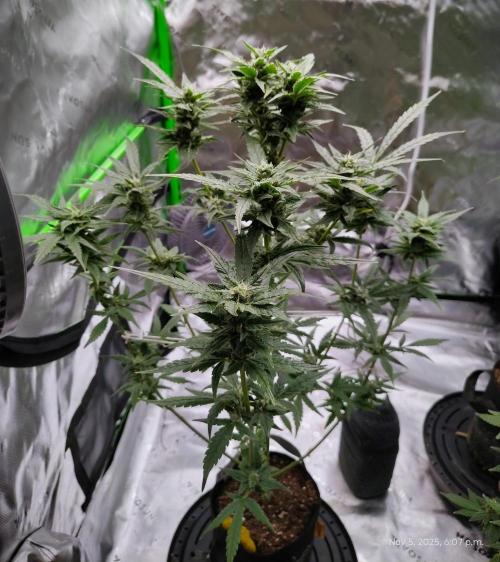 (Seed Run) Gelato X Granddaddy Purple. Week 10