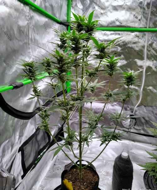 (Seed Run) Gelato X Granddaddy Purple. Week 10