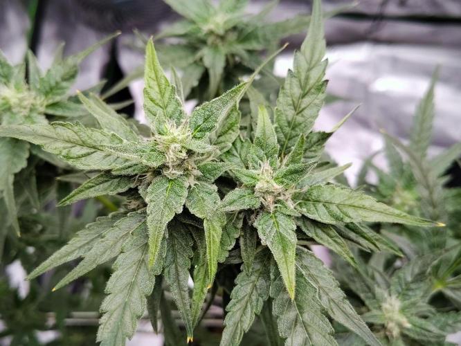 (Seed Run) Gelato X Granddaddy Purple. Week 10