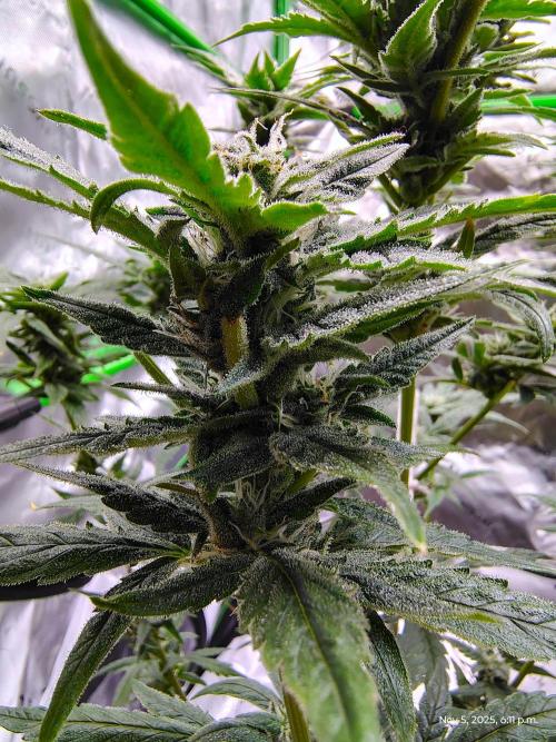 (Seed Run) Gelato X Granddaddy Purple. Week 10