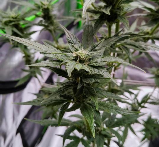 (Seed Run) Gelato X Granddaddy Purple. Week 10