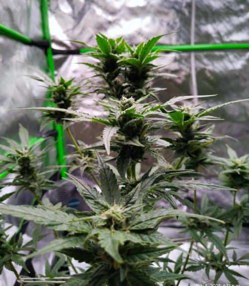 (Seed Run) Gelato X Granddaddy Purple. Week 10