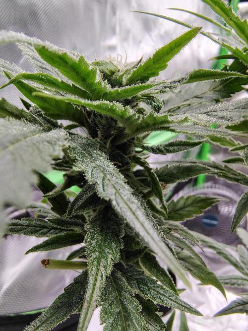 (Seed Run) Gelato X Granddaddy Purple. Week 10