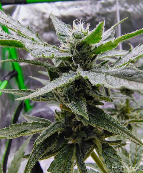 (Seed Run) Gelato X Granddaddy Purple. Week 10