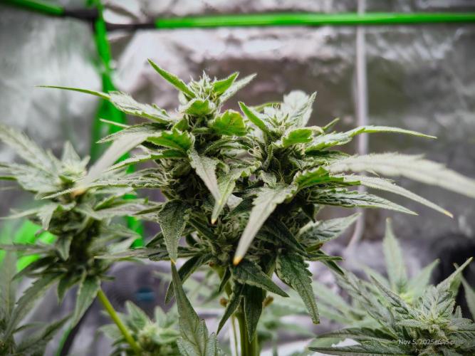 (Seed Run) Gelato X Granddaddy Purple. Week 10