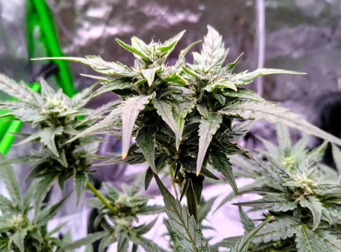 (Seed Run) Gelato X Granddaddy Purple. Week 10