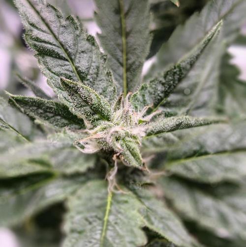 (Seed Run) Gelato X Granddaddy Purple. Week 10