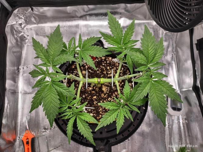 (Seed Run) Fruity Pebbles 2.0. Week 6