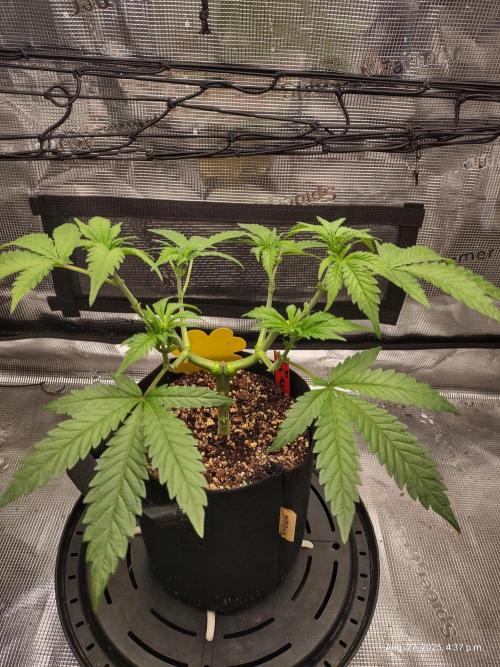 (Seed Run) Fruity Pebbles 2.0. Week 7