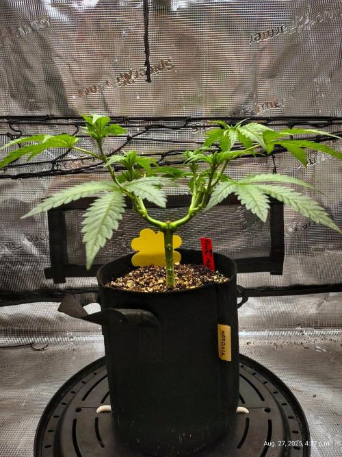 (Seed Run) Fruity Pebbles 2.0. Week 7