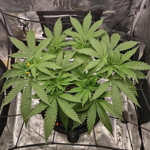 (Seed Run) Fruity Pebbles 2.0. Week 8