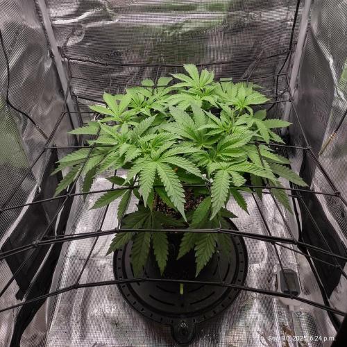 (Seed Run) Fruity Pebbles 2.0. Week 9