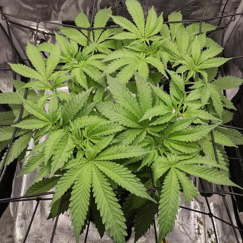 (Seed Run) Fruity Pebbles 2.0. Week 9