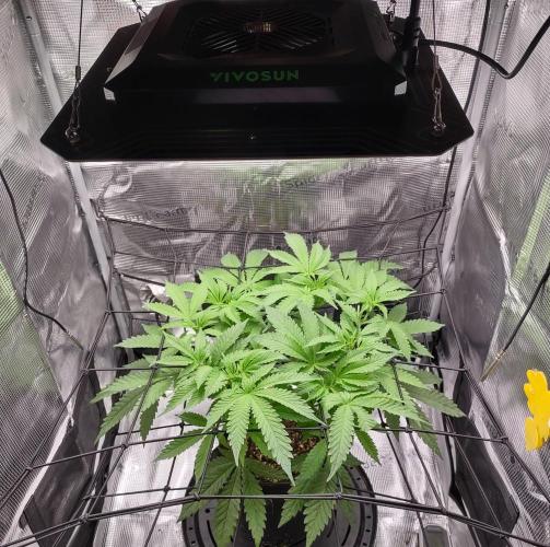 (Seed Run) Fruity Pebbles 2.0. Week 9