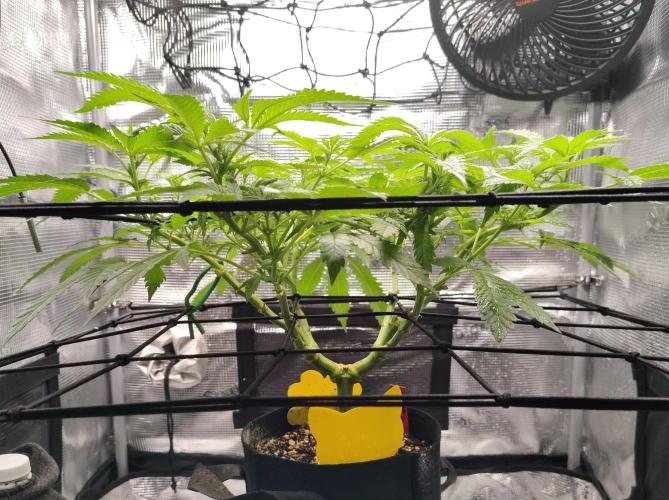 (Seed Run) Fruity Pebbles 2.0. Week 10