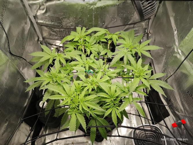 (Seed Run) Fruity Pebbles 2.0. Week 10