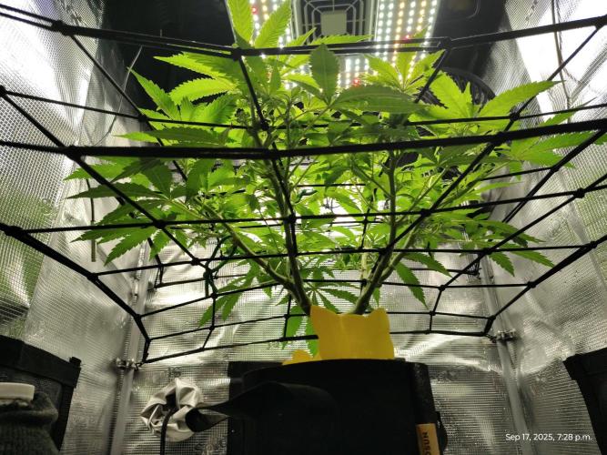 (Seed Run) Fruity Pebbles 2.0. Week 10