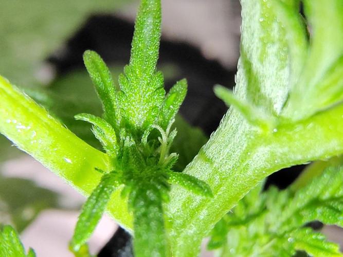 (Seed Run) Fruity Pebbles 2.0. Week 10