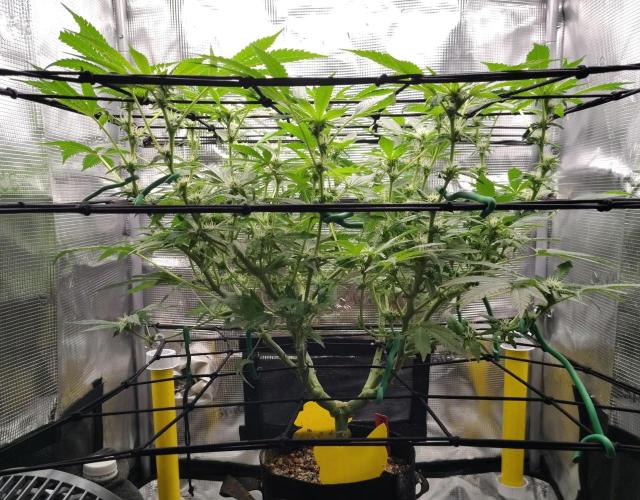 (Seed Run) Fruity Pebbles 2.0. Week 12