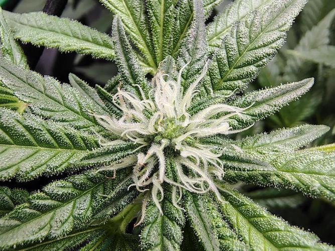 (Seed Run) Fruity Pebbles 2.0. Week 12