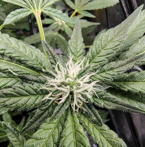 (Seed Run) Fruity Pebbles 2.0. Week 12