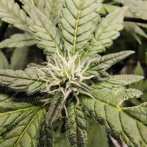 (Seed Run) Fruity Pebbles 2.0. Week 12