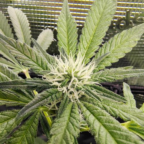 (Seed Run) Fruity Pebbles 2.0. Week 12