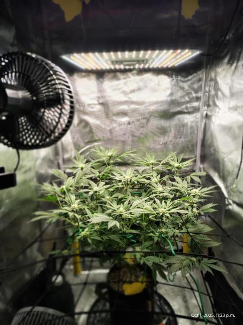 (Seed Run) Fruity Pebbles 2.0. Week 12