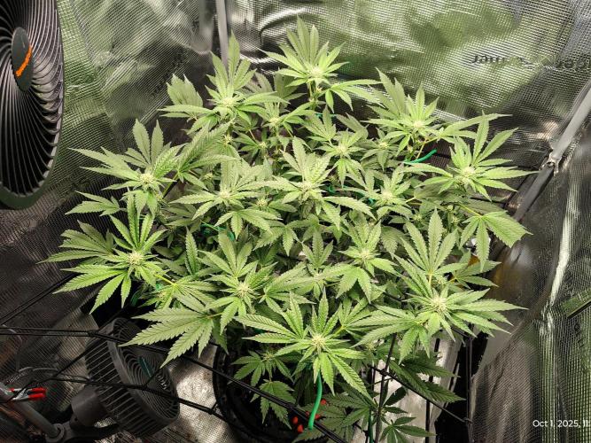 (Seed Run) Fruity Pebbles 2.0. Week 12