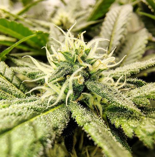 (Seed Run) Fruity Pebbles 2.0. Week 13