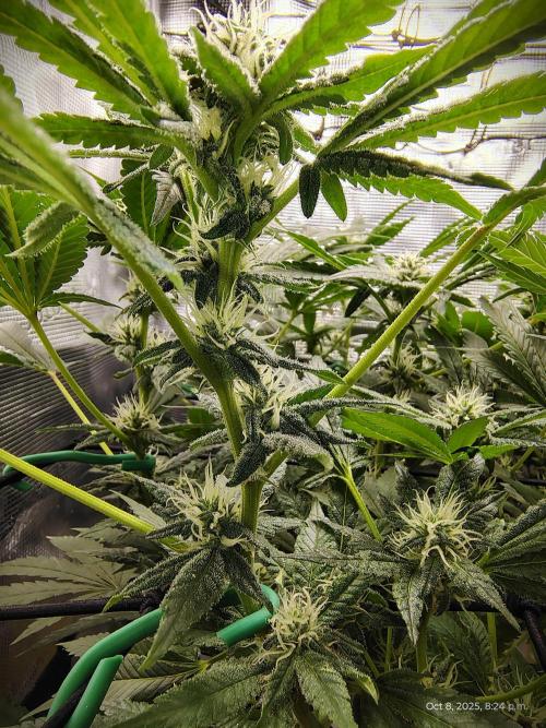 (Seed Run) Fruity Pebbles 2.0. Week 13