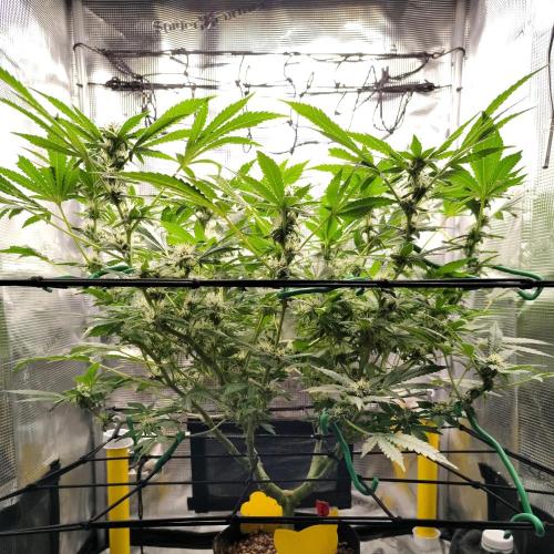 (Seed Run) Fruity Pebbles 2.0. Week 13