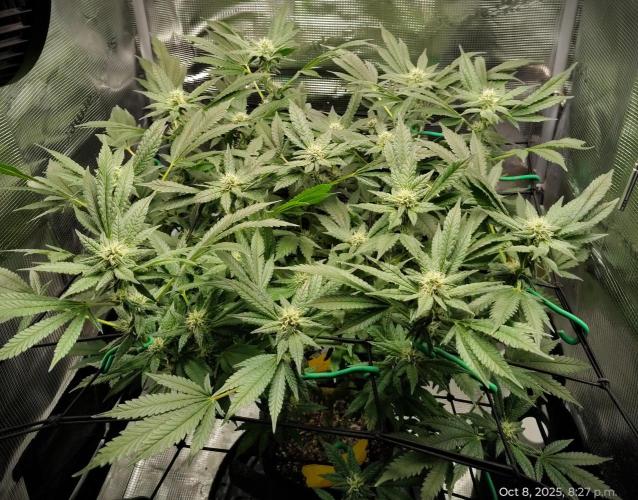 (Seed Run) Fruity Pebbles 2.0. Week 13