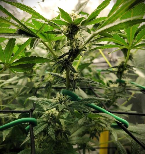 (Seed Run) Fruity Pebbles 2.0. Week 13