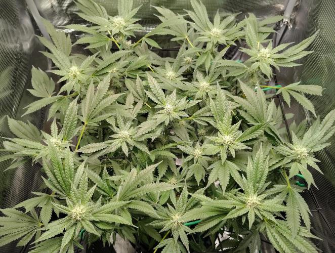 (Seed Run) Fruity Pebbles 2.0. Week 13