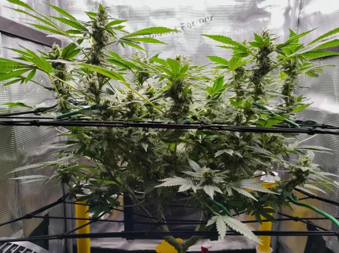 (Seed Run) Fruity Pebbles 2.0. Week 14