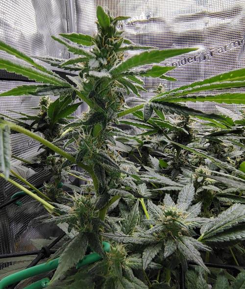 (Seed Run) Fruity Pebbles 2.0. Week 14