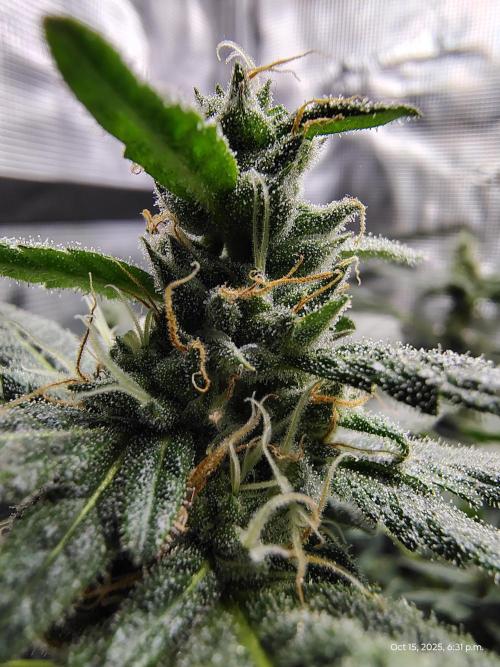 (Seed Run) Fruity Pebbles 2.0. Week 14