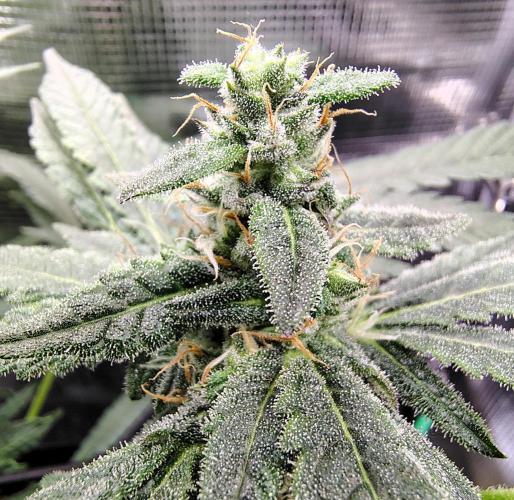 (Seed Run) Fruity Pebbles 2.0. Week 14