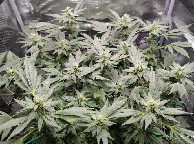 (Seed Run) Fruity Pebbles 2.0. Week 14