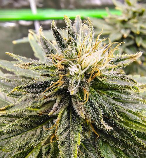 (Seed Run) Stephen Hawking Kush. Week 12