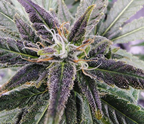 (Seed Run) Stephen Hawking Kush. Week 12