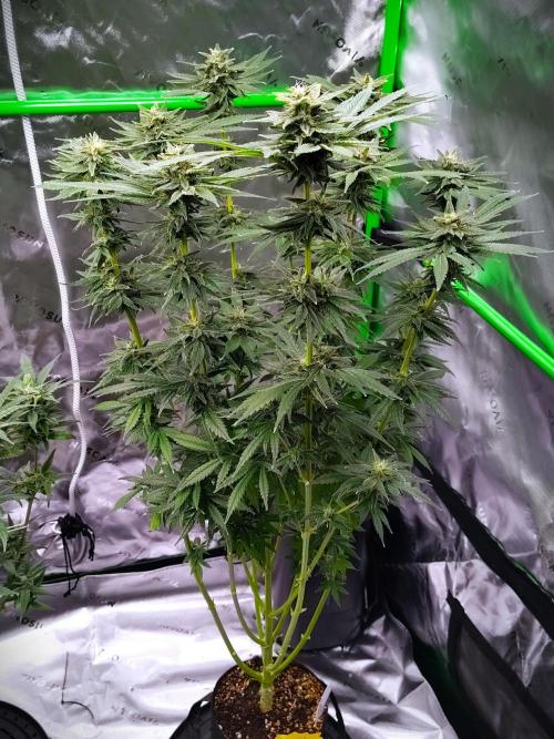 (Seed Run) Stephen Hawking Kush. Week 12