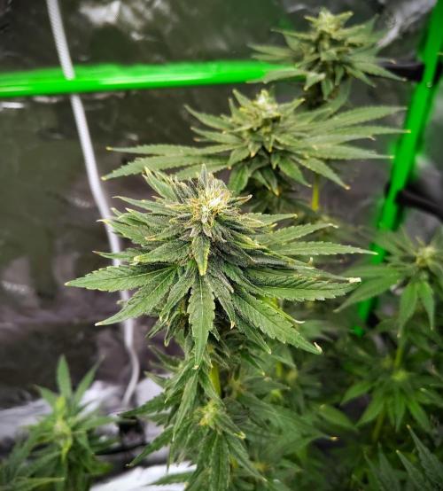 (Seed Run) Stephen Hawking Kush. Week 12