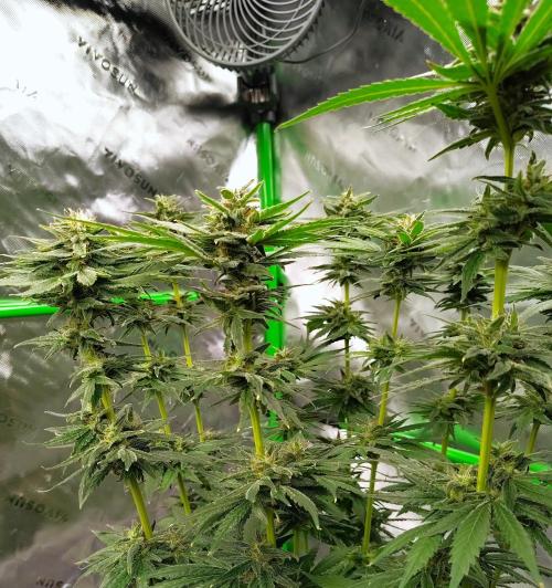 (Seed Run) Stephen Hawking Kush. Week 12