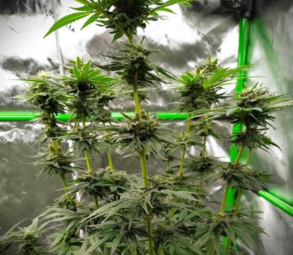 (Seed Run) Stephen Hawking Kush. Week 12