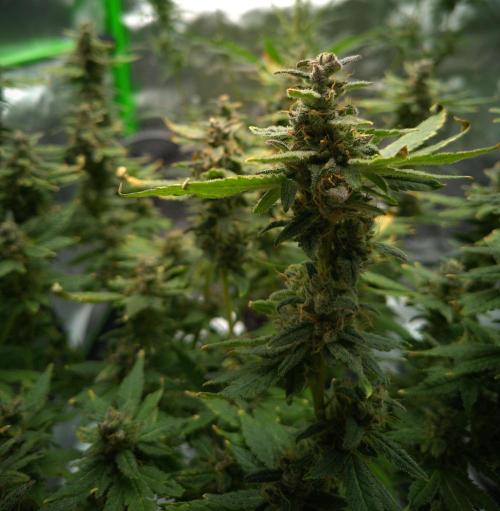 (Seed Run) Fruity Pebbles 2.0. Week 18