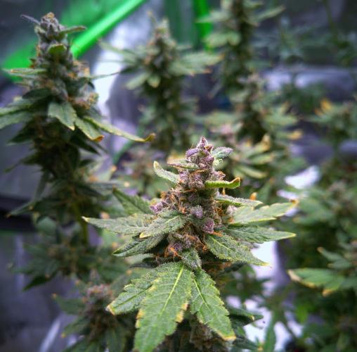 (Seed Run) Fruity Pebbles 2.0. Week 18