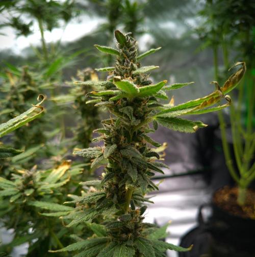 (Seed Run) Fruity Pebbles 2.0. Week 18