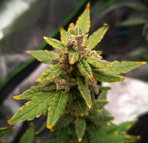 (Seed Run) Fruity Pebbles 2.0. Week 18